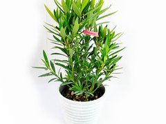 Leandru (Nerium oleander)