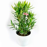 Leandru (Nerium oleander)